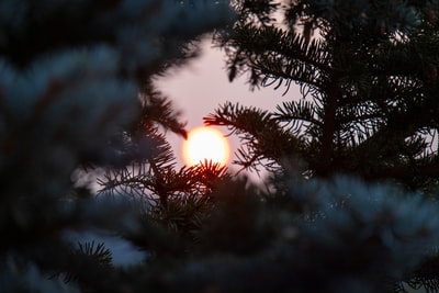 青松树后的太阳